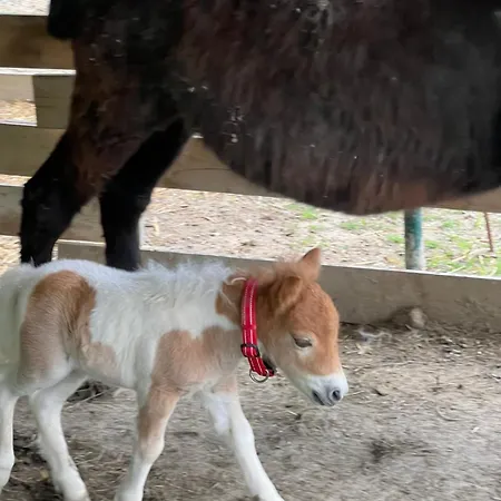住宿加早餐酒店 Iris 摩德纳