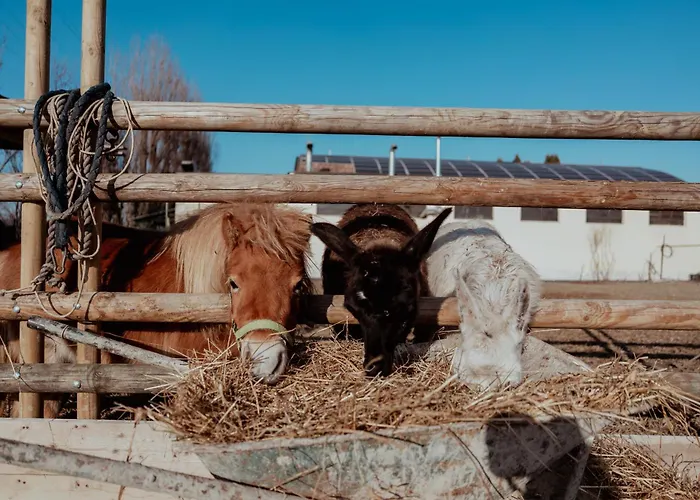 Iris Готель типу 