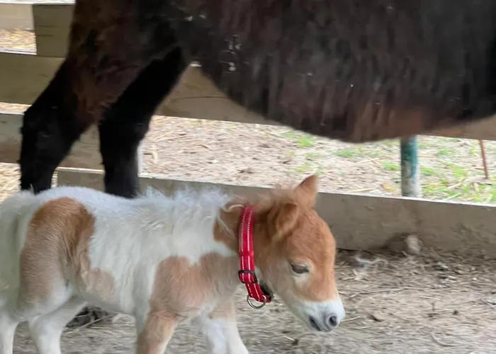 Готель типу 