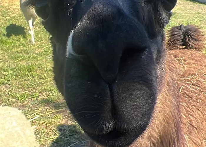 Iris Готель типу 