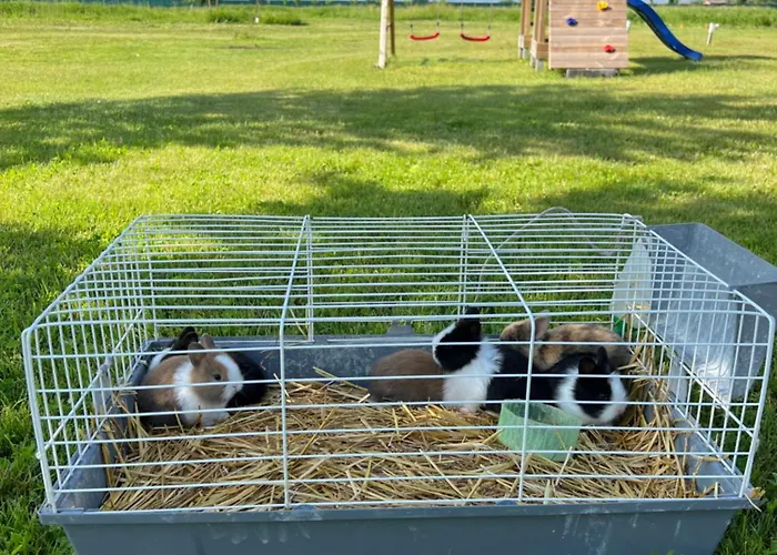 Iris Готель типу 